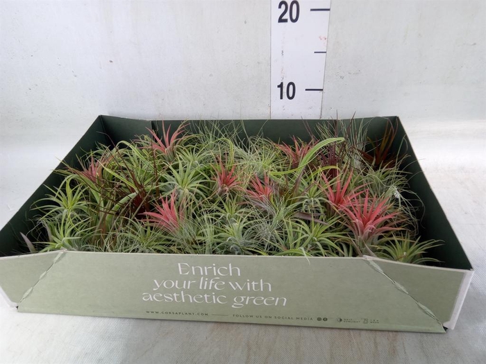 <h4>Tillandsia</h4>