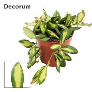 Hoya 12 cm Burtoniae Variegata (Decorum)