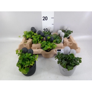 Arr.   Kamerplant Groen L%
