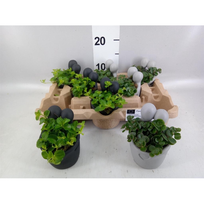 <h4>Arr.   Kamerplant Groen L%</h4>