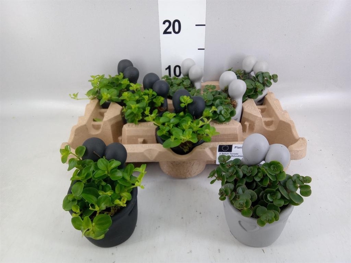Arr.   Kamerplant Groen L%