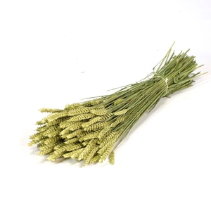 Tarwe (triticum) natural green