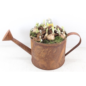 arr4 Narcis PL - Zink gieter roest