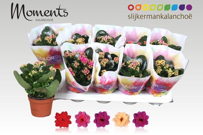 <h4>KAL GE GEM 5 KL</h4>