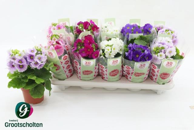 <h4>PRIM OB SWEETK A GEM</h4>