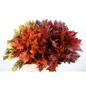 Quercus Kl Bh Herfst Mix