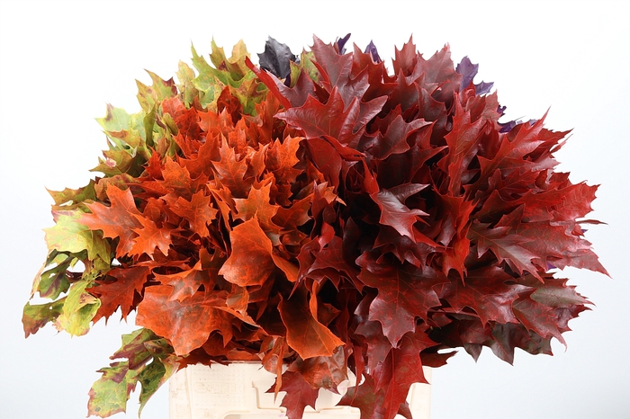 <h4>Quercus Kl Bh Herfst Mix</h4>