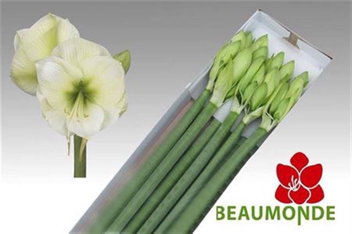 <h4>Hipp Ga Himalaya</h4>