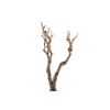 Syringa Branch Extra Conradi