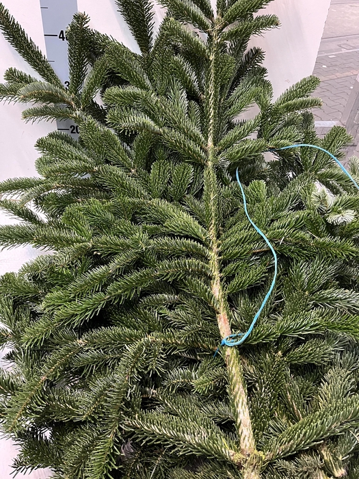 <h4>ABIES NORDMAN KILO</h4>