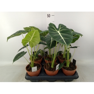 Alocasia   ...