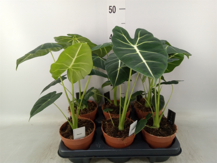 <h4>Alocasia   ...</h4>