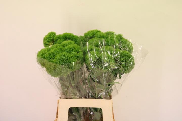 <h4>DI BARB KIWI MELLOW</h4>