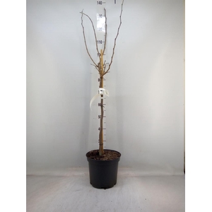 Cercis chinensis 'Avondale'