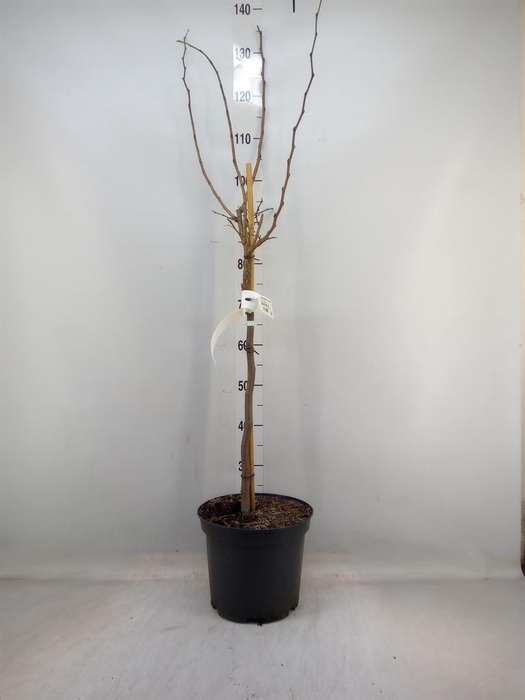 <h4>Cercis chinensis 'Avondale'</h4>