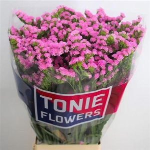 Lim S Fantasia Wings