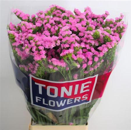 <h4>Lim S Fantasia Wings</h4>