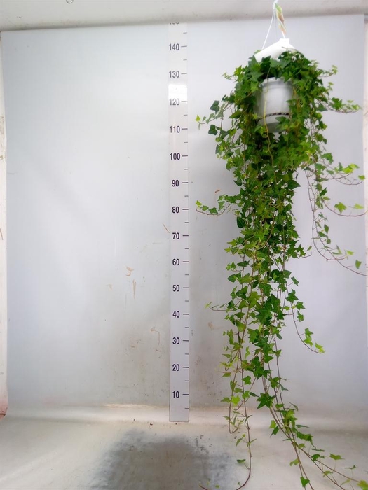<h4>Hedera helix 'Anna'</h4>