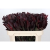 Leucadendron Saf Sunset Dark R.