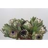 Protea Barbigera Snow Leopard