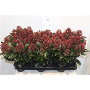 Skimmia Japonica Rubella 7-8