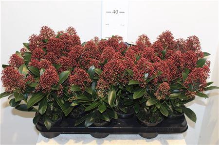 <h4>Skimmia Japonica Rubella 7-8</h4>