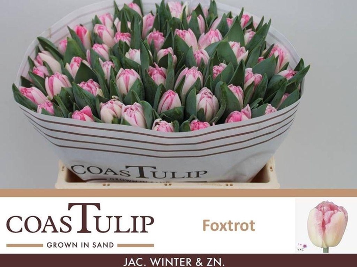 <h4>Tulipa do foxtrot</h4>