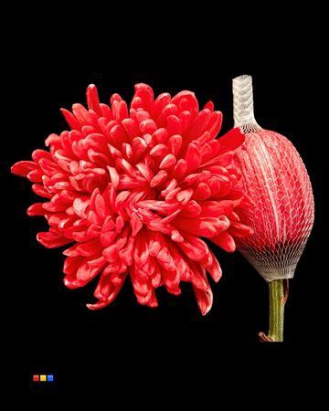 <h4>Chr G Antonov Pink</h4>