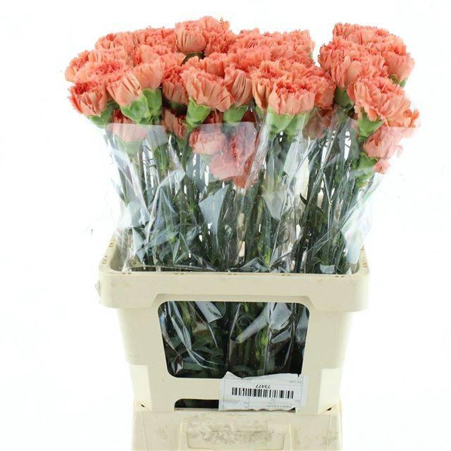 <h4>DI ST TAMARIND PEACH X 160</h4>