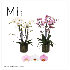 Phalaenopsis Marvellous Mix 50+ – 17cm in Nella Forest | Mimesis