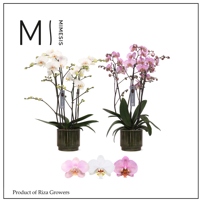 <h4>Mimesis Phal. Marvellous Mix - 50+ flowers 17cm in Nella Forest Metal</h4>