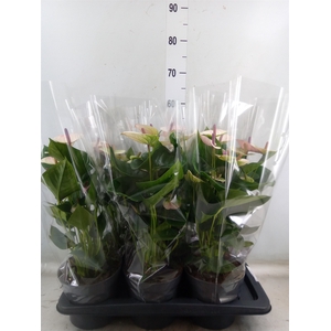 Anthurium andr. 'Laguna'