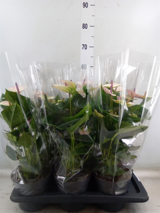 <h4>Anthurium andr. 'Laguna'</h4>