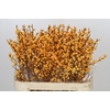 Ilex Golden Verboom
