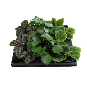 PILEA GEM