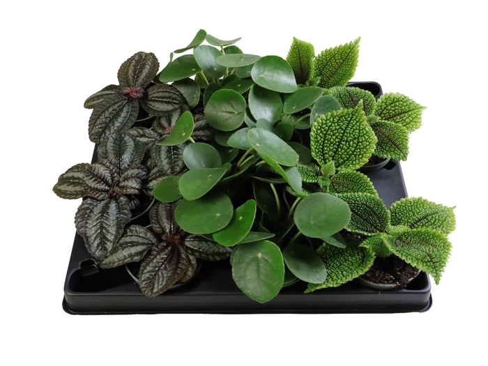 <h4>PILEA GEM</h4>