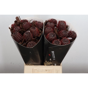 Banksia Wx Browny