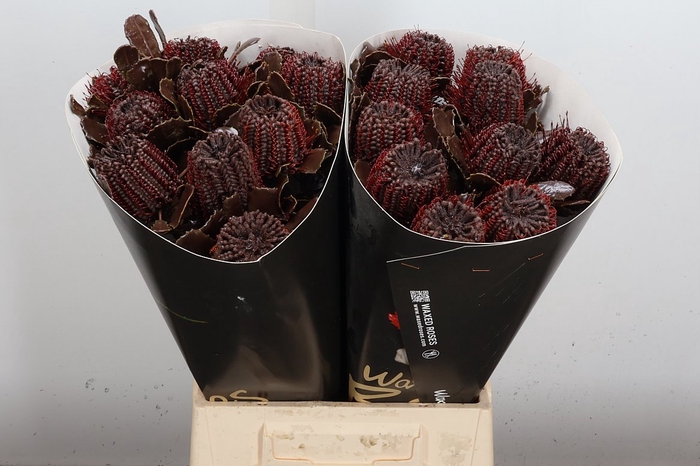 <h4>Banksia Wx Browny</h4>