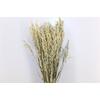 Dried Avena Exclusive White Bunch