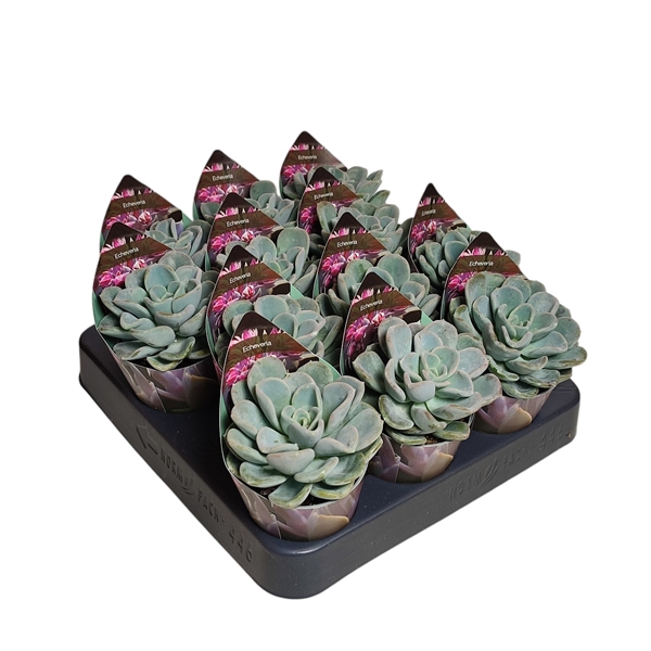 <h4>ECHEVERIA 'ORPET' - POT Ø 6,5 WITH POTCOVER (SUCCULENTEN)</h4>