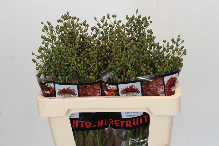<h4>ROSA AUT ROSEFRUITS</h4>