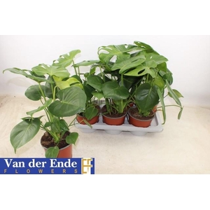 MONSTERA DEL VARIEGA