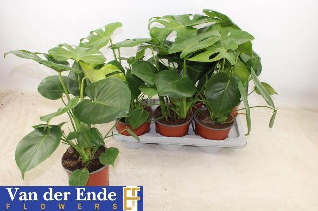 <h4>MONSTERA DELICIOSA</h4>