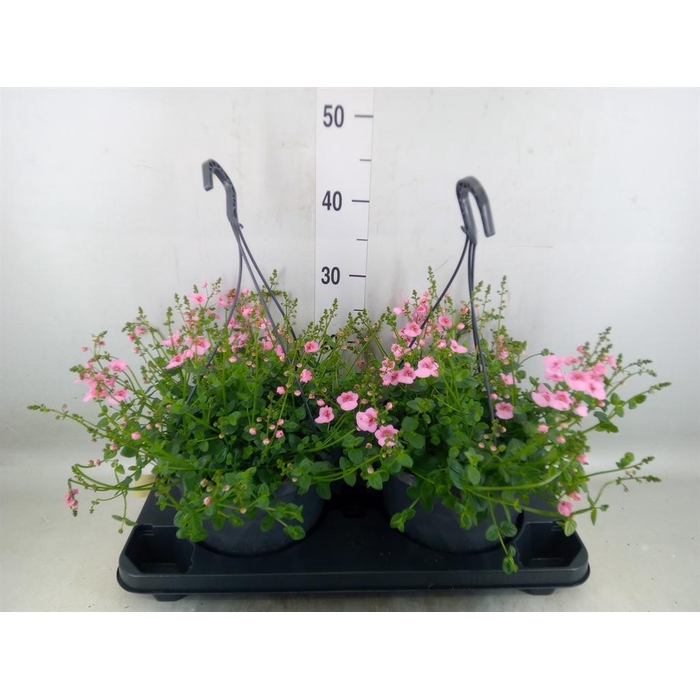 <h4>Diascia  'FlyColors'   ...mix</h4>