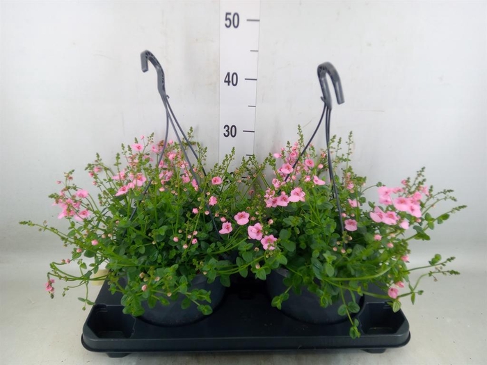 Diascia  'FlyColors'   ...mix