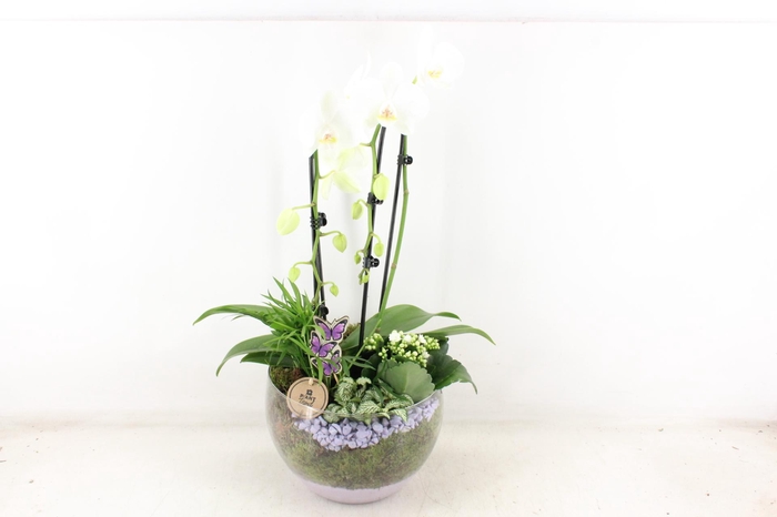 <h4>arr2 PL - Glas Henrik phal. wit lila</h4>