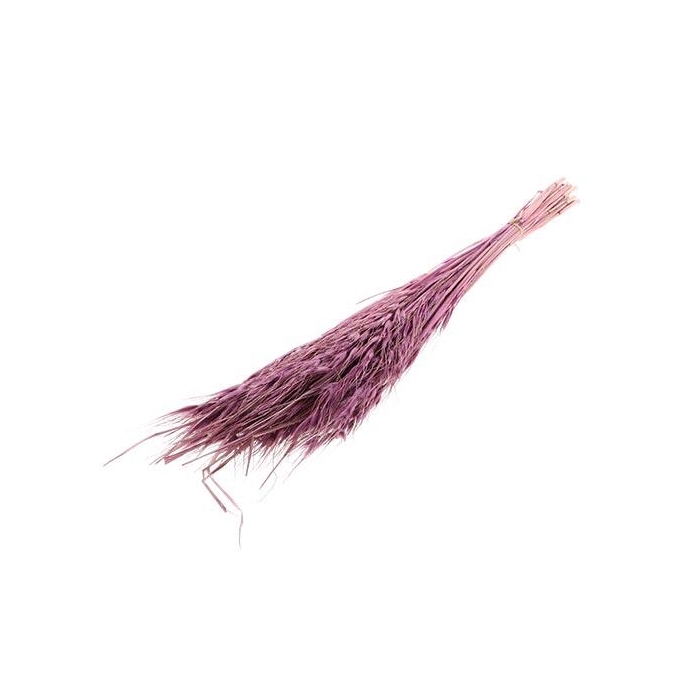 <h4>Bunch Avena Salvaje Slv 100g</h4>