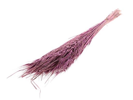 Bunch Avena Salvaje Slv 100g