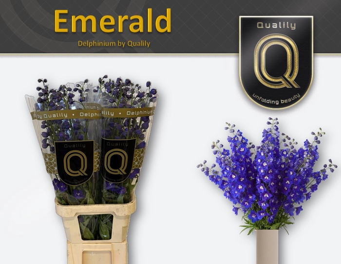 <h4>DELPH DU EMERALD 100CM X40</h4>