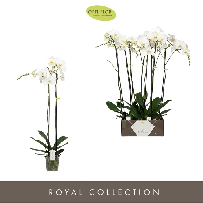 <h4>Phalaenopsis wit meer takken</h4>